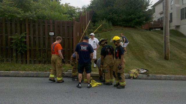 Assessing the trapped baby duck situation. 