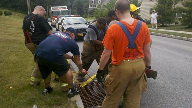 FF Justin Kowalcyzk, EMT Jason Brooks and members of Station 6 working to free some trapped baby ducks.