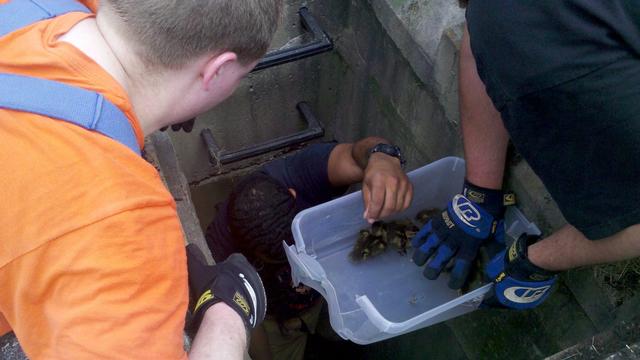 FF Brie Colbert helping some ducks that got stuck in a storm drain.