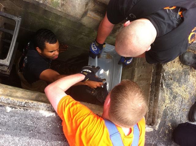 FF Brie Colbert helping the baby ducks out of the storm drain.
